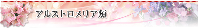 アルストロメリア類