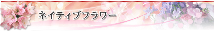 ネイティブフラワー