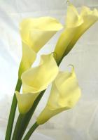 ���顼�������ǥ��󥰥ޡ���