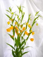 ����������˥�