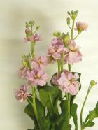 ���ץ졼���ȥå��������꡼����ƥå�