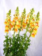 ���ʥåס���Ǥ�������