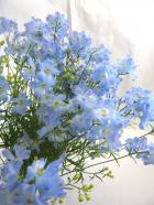 �ǥ�ե��˥��ࡡ���ץ졼�忧��