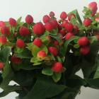 �ҥڥꥫ�ࡡ�֤��ޤ���