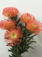 �ԥ󥯥å���󡡥������å������