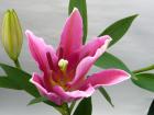 ���إ�ꡡǻ���ԥ󥯷ϡ����ޤ���