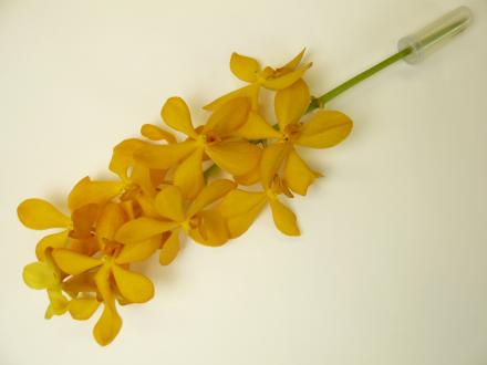 モカラ オレンジ | 切花の仲卸、10本単位の花卸、花の通販サイト