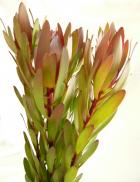 ����������ɥ��ե��ꥵ�󥻥å�