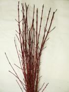 ���󥴥ߥ���