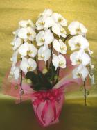 ��ĳ������