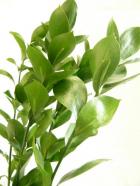 �ޥ�Х륹����