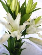 ���إ�ꡡ�򡡤��ޤ���