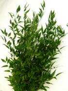 �����ꥢ��륹����