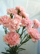 ���إ����͡�����󡡥ԥ󥯷ϡ����ޤ���