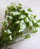 ��å����ե��������