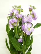 ���ץ졼���ȥå����������