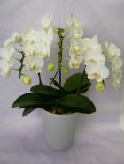 ��ĳ���ʥߥǥ��ϡˡ���