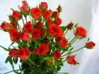 ���ޤ�����SP�Х顡��