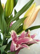 ���إ�ꡡ�ԥ󥯷ϡ�