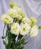 �ȥ륳�����祦�����꡼��ʤ��ޤ�����