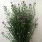 �����㥯�������ԥ󥯷�