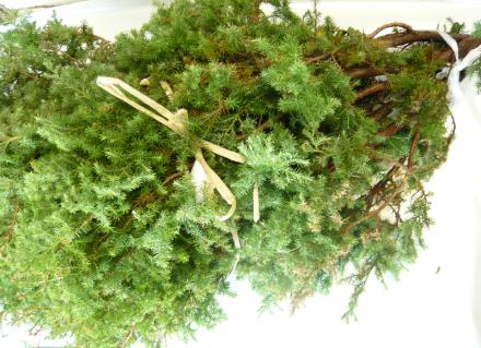 ヒムロ杉 | 切花の仲卸、10本単位の花卸、花の通販サイトは西部