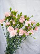 SP�����͡�����󡡥ԥ󥯡ʤ��ޤ����ˣ�����