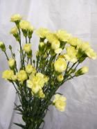 SP�����͡�����󡡲��ϡʤ��ޤ����� ������