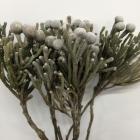 ����С��֥���