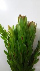 ��塼���ǥ�ɥ��󡡥�����ɥ��ȥ饤�������꡼���