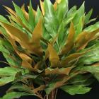 ����ӥ쥢���Х�����(�������)