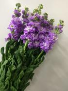 ���ȥå�����ϡ���1��Ω��