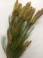 ����ӥ쥢�����ѥ������ޥ�