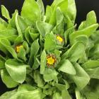 ����󥸥�顡���󥻥�