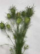 �˥���ʼ¡�