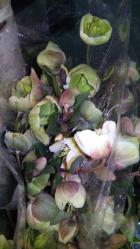 ���ꥹ�ޥ����������ޥ��˥ե�����ȥ٥�