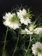 ニゲラ　白花