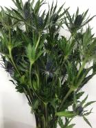 ����󥸥塼�ࡡ���ꥪ��