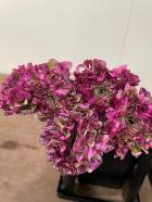 ��ʥ󥭥�饹���ݥ�ݥ�ޥ���������ء�