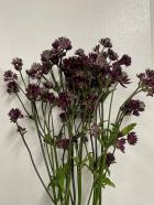 �����ȥ����������������֥ե�������