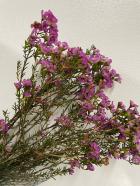 ��å����ե����ԥ󥯷�