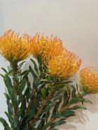 ネイティブフラワー | 切花の仲卸、10本単位の花卸、花の通販サイトは