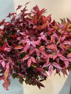 �����ե��ʥ�ƥ�