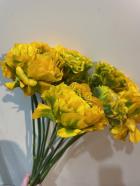 ��ʥ󥭥�饹���ݥ�ݥ��ʡ����ء�